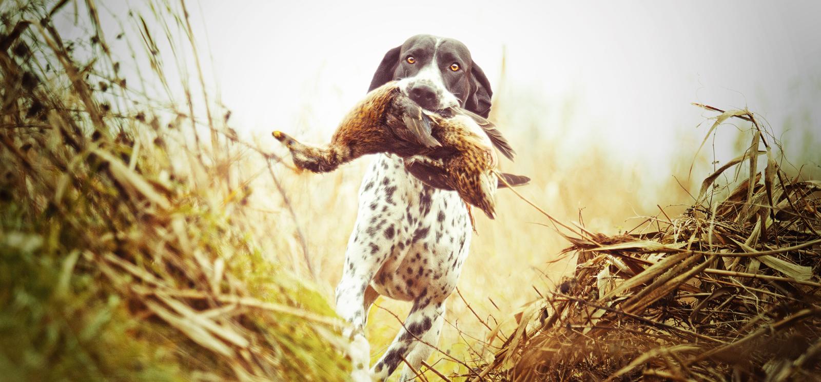 Dog retreiving bird from hunt