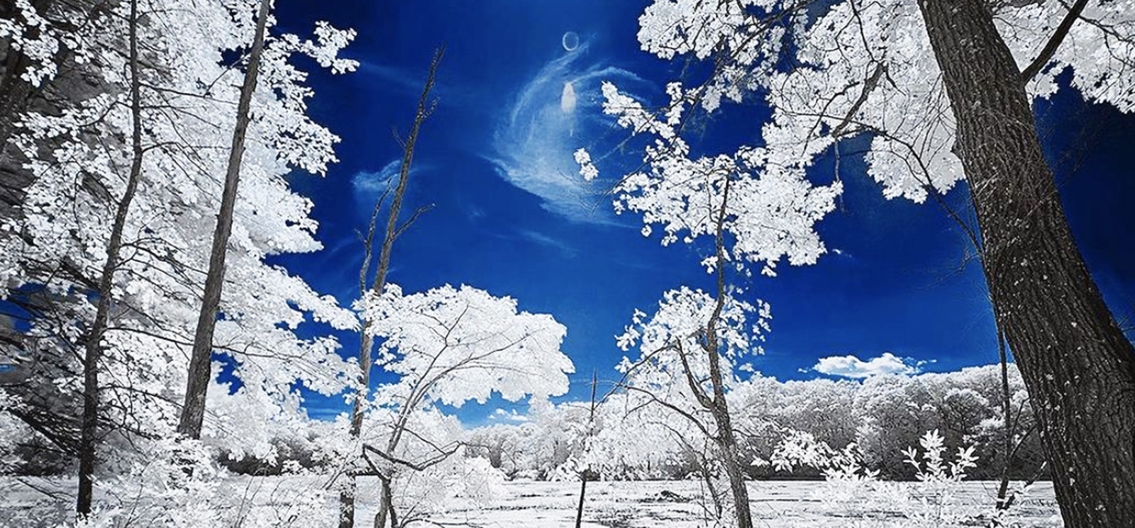 Un impresionante bosque invernal cubierto de nieve que contrasta con un cielo azul.