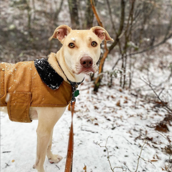 Caminata de invierno para perros en Bolton Notch