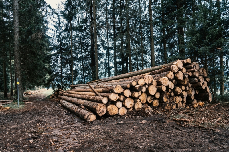harvested trees stacked up in a pile in the forest