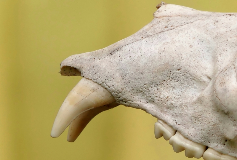 animal skull