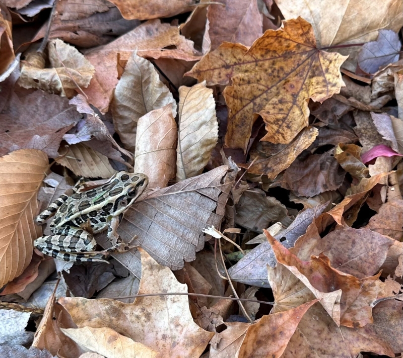 Dried brown leaves in background with a frog in lower left hand corner