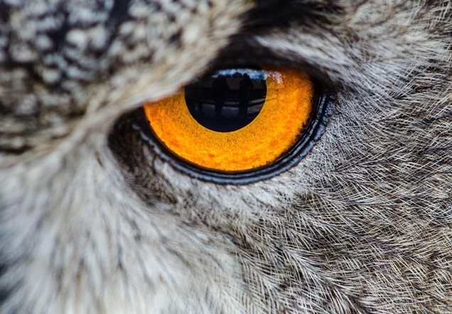 Image of an eye of a bird