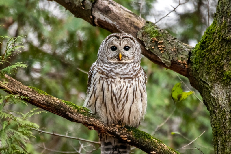 Owl sitting in a tree.