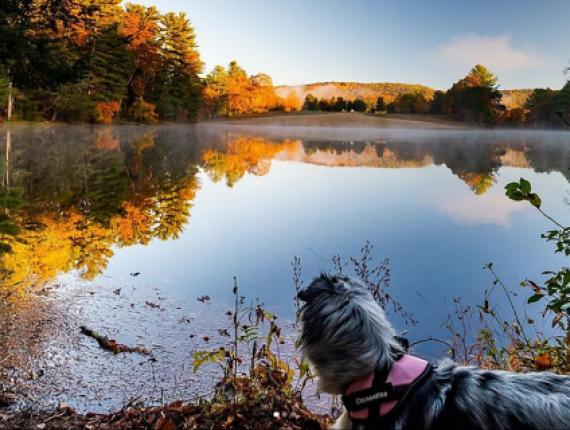 Dog looking out over Black Rock pond (Instagram@photosbymikeslats)