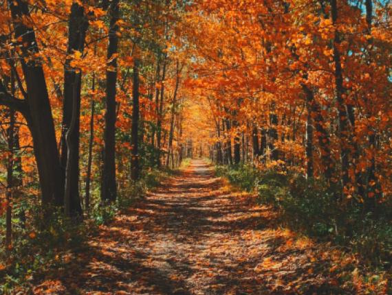 A beautiful scene of a path through the fall foliage 