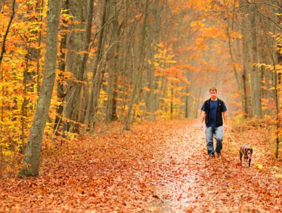 A man hiking with his dog on a path through the woods in the fall with fallen leaves covering the ground (CTVisit)