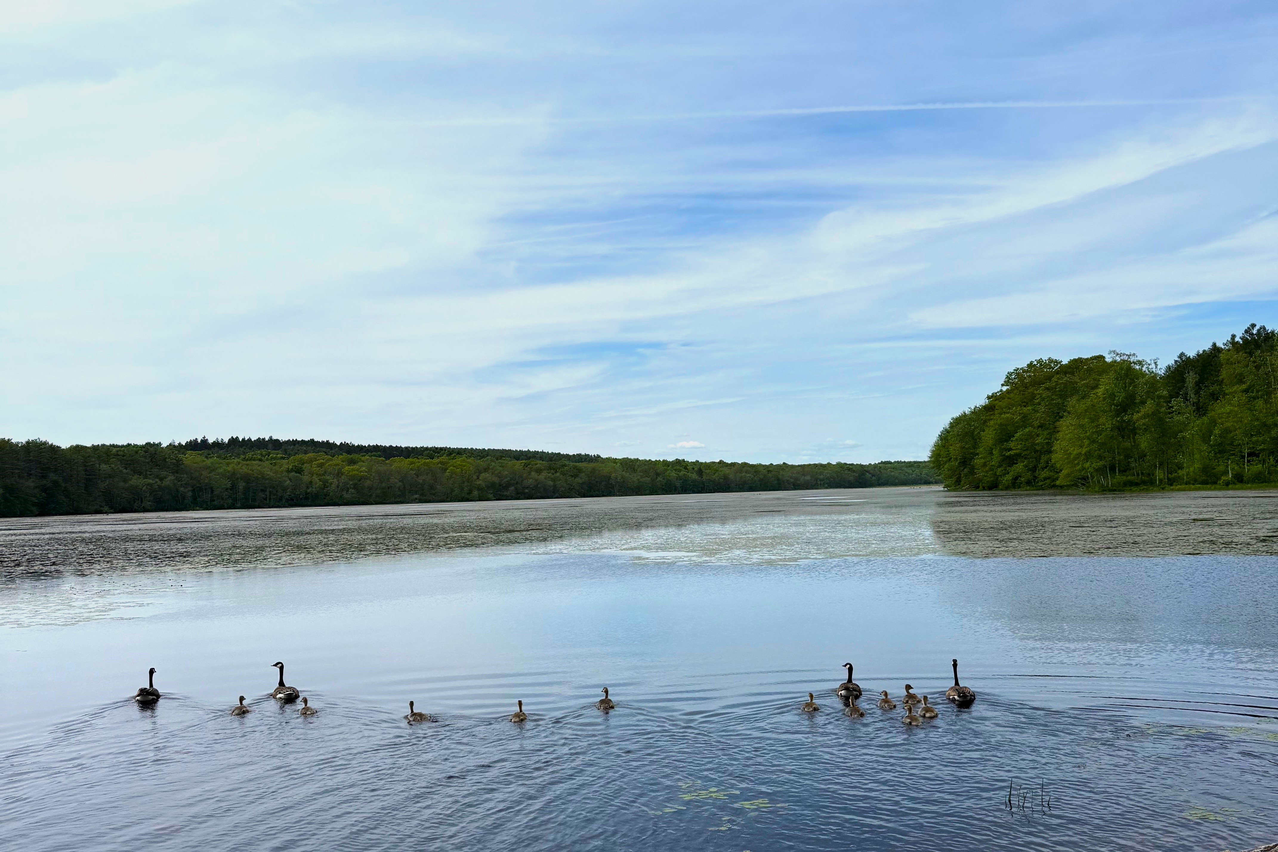 Watershed Wonders Connecticut - Geese%20on%20pond 