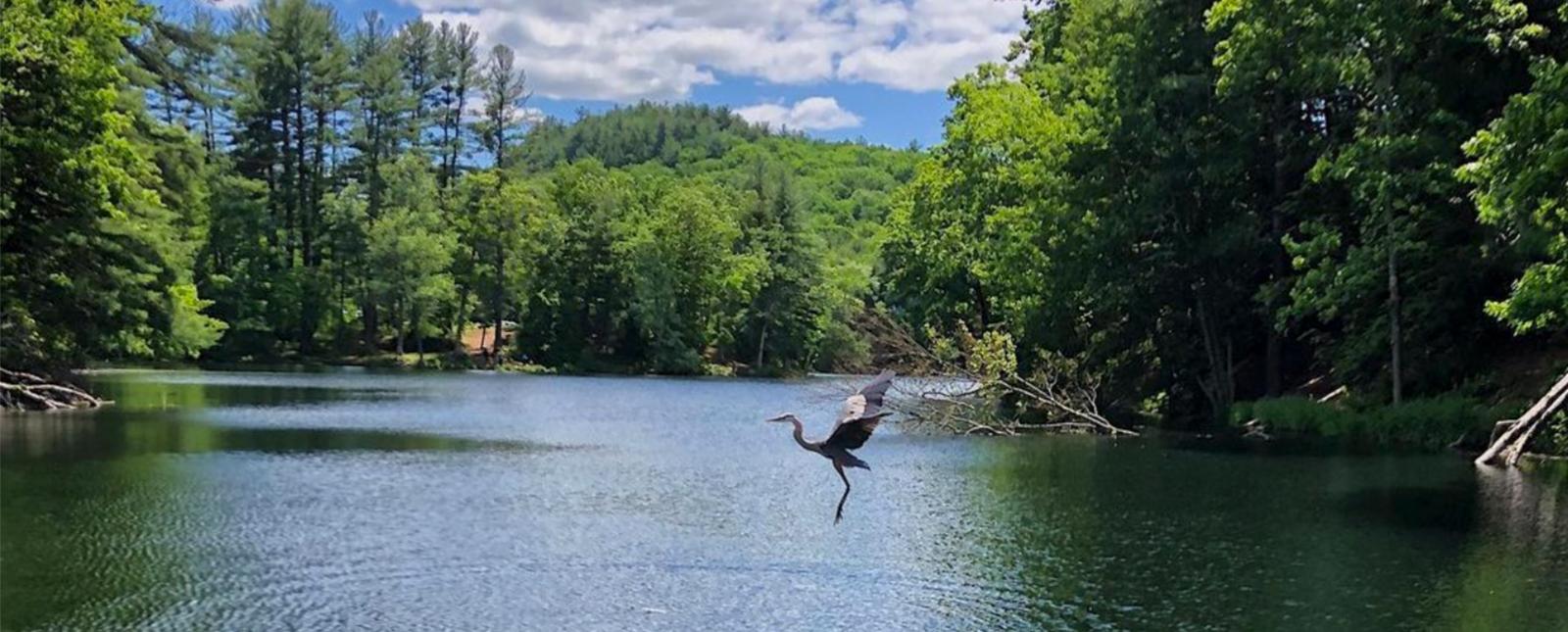Ave garza volando sobre el agua en el Parque Estatal Black Rock (Instagram@vlawwtravels)