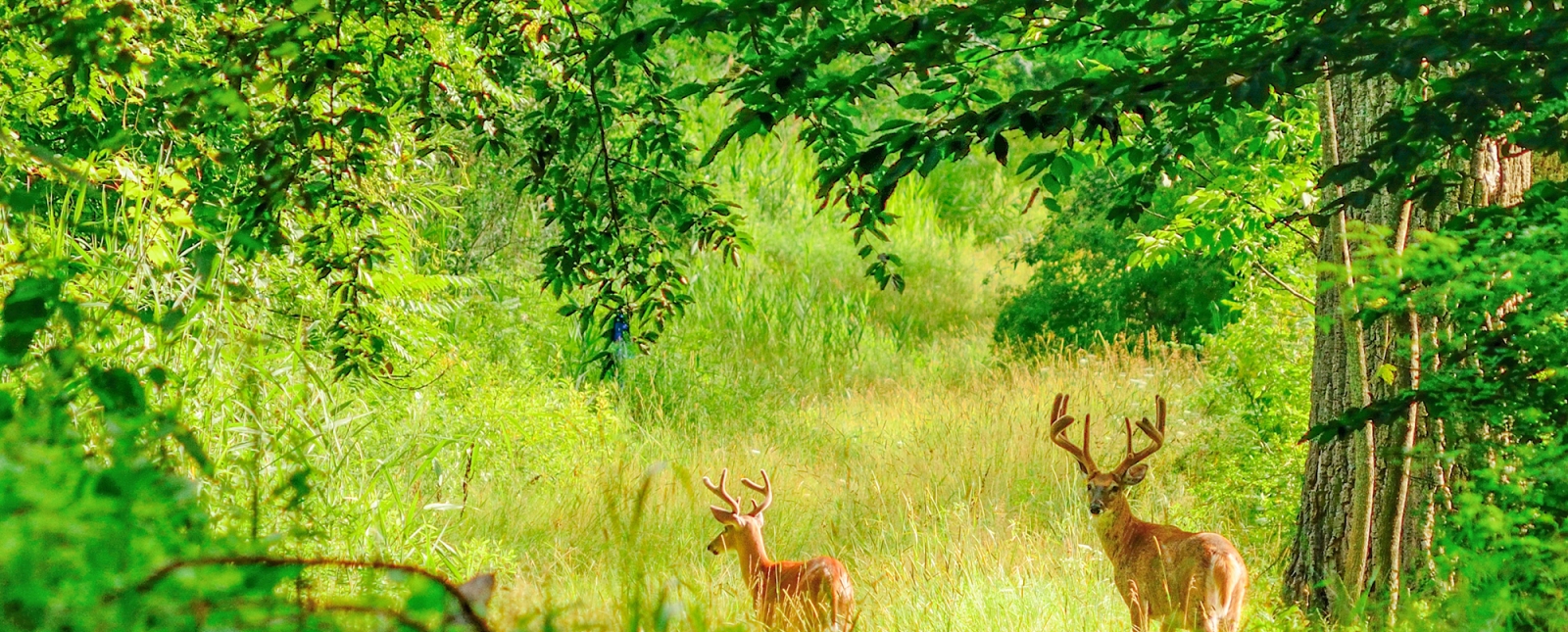 Two deer off in distance inside CT state park