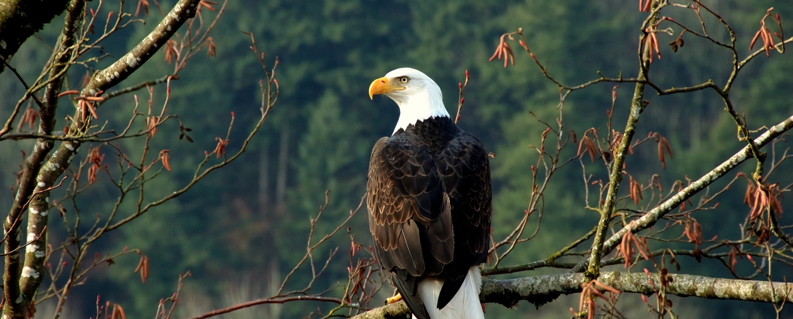 Bald eagle on branch