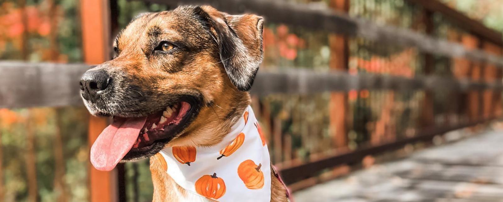 A dog on a leash with pumpkin bandana (Instagram@.kya_.the_.muttjpg)