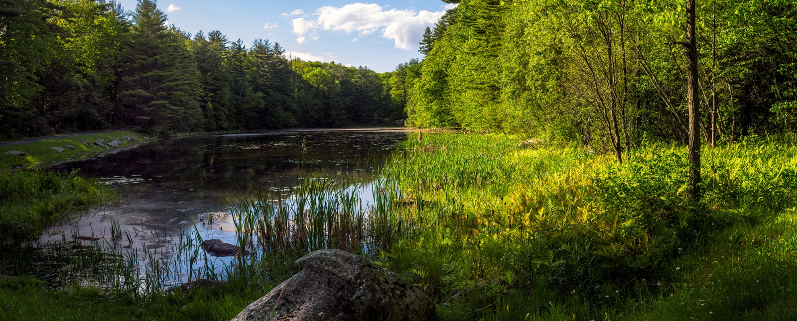 A scene of green trees, water, and sky (Flickr)