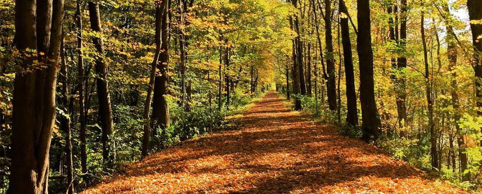 A leaf covered bike path through the woods in the fall (Instagram@evalinmae)