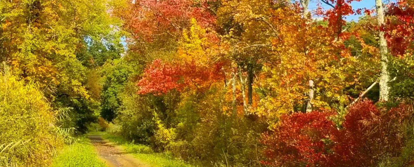 Un camino a través del bosque y el follaje de otoño en un día soleado (Instagram@ecorocks)