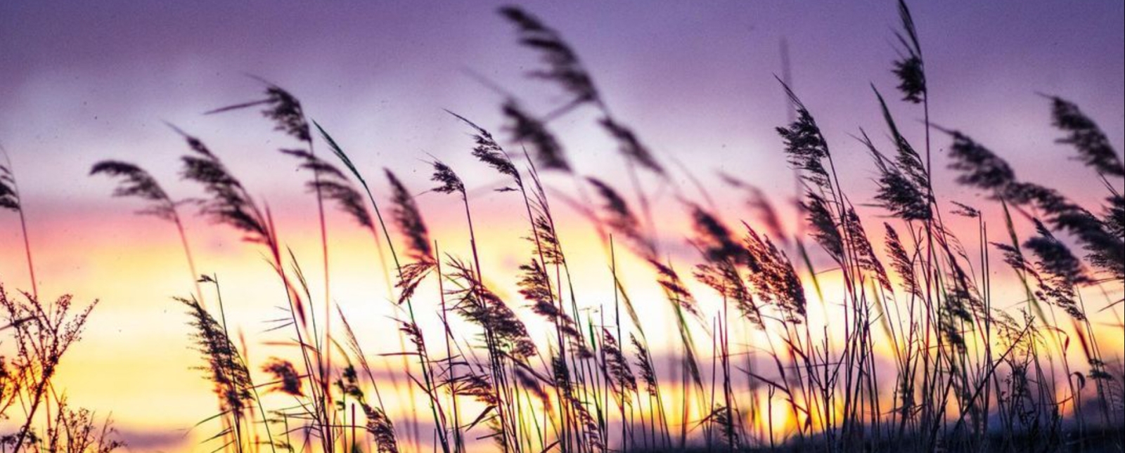 Un atardecer entre los juncos en la playa (Instagram@captured_byjae)