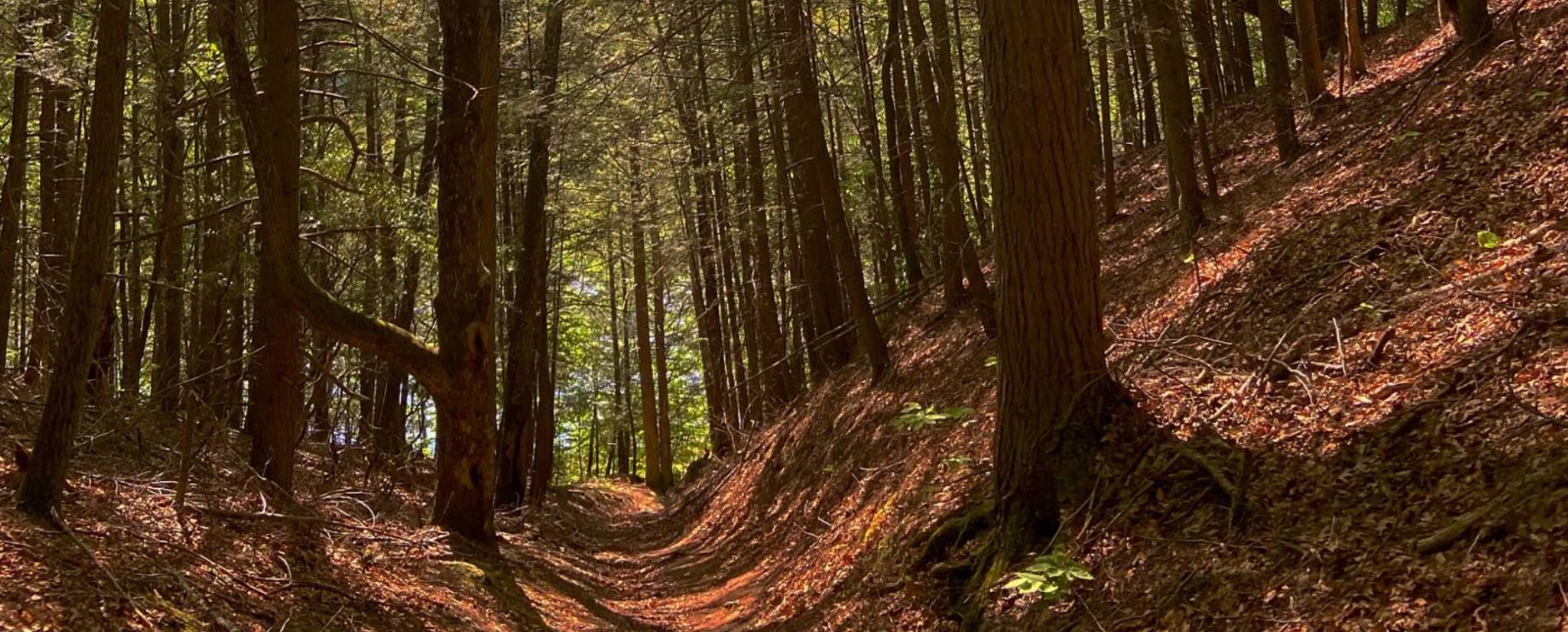 Trails through Sunrise State Park (Instagram@420_pictures_420)