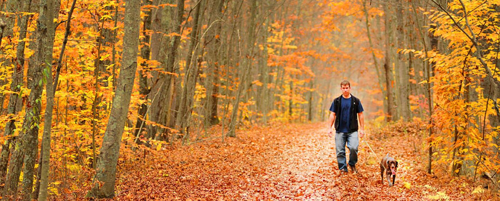 Un hombre caminando con su perro por un sendero a través del bosque en otoño con hojas caídas cubriendo el suelo (CTVisit)