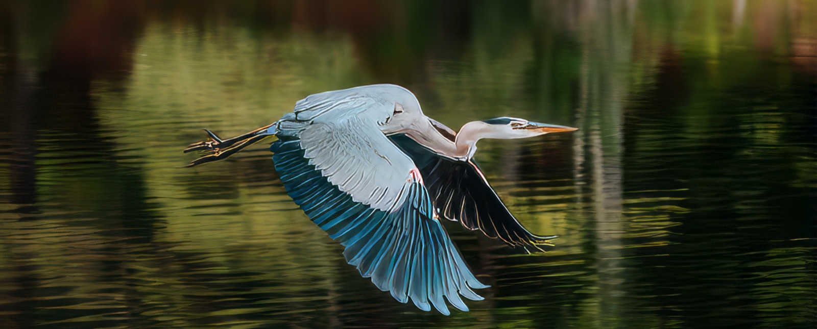 Blue Herron junto al estanque del Parque Estatal Black Rock (Instagram@lightngvis)