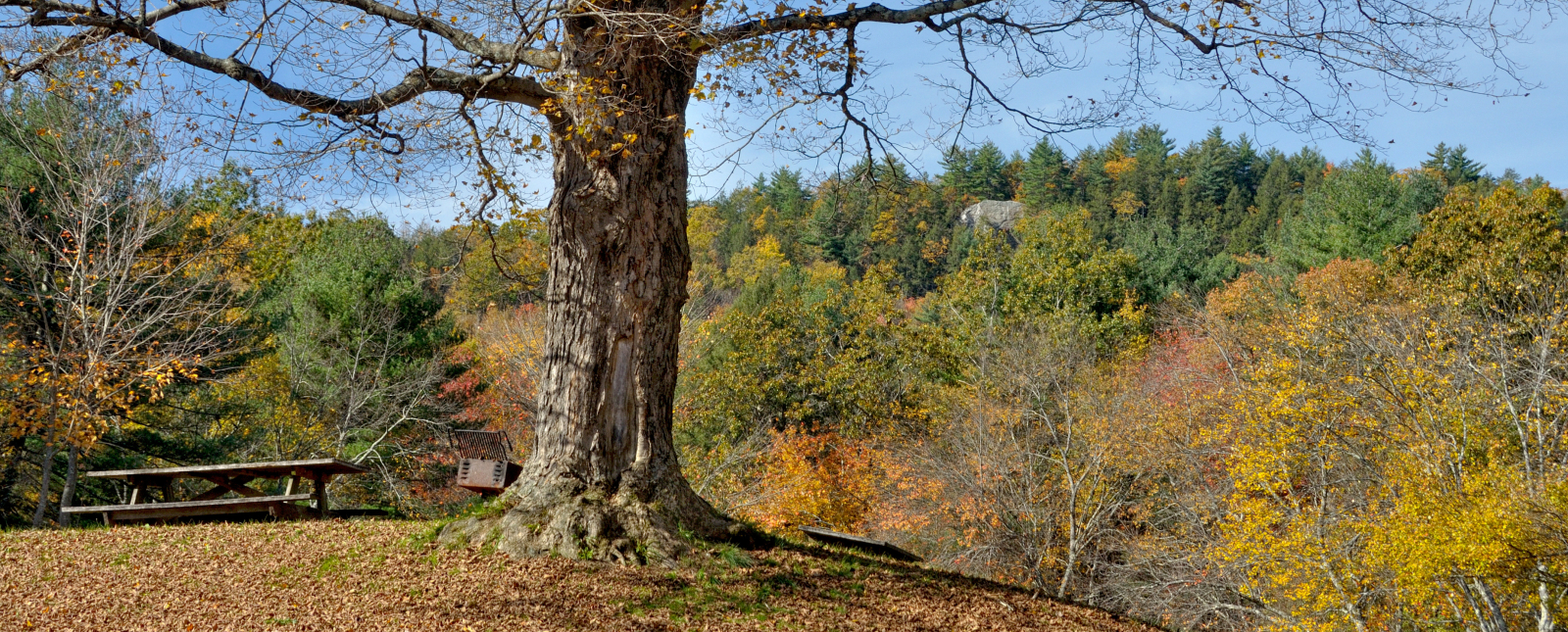 Visual of large tree during Fall at Black Rock State Park (Flickr)