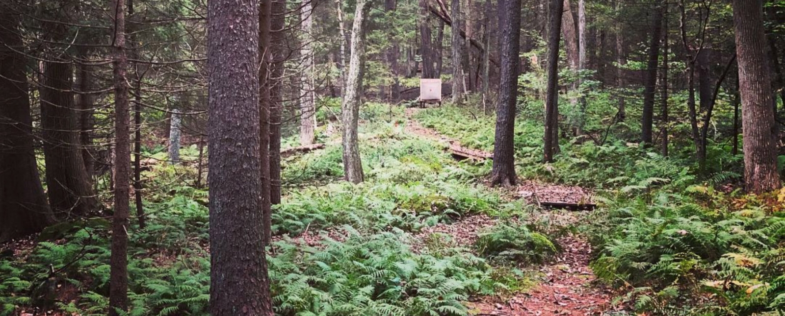 Objetivo de caza a distancia en el bosque estatal de Nye-Holman (Instagram@jaybecher)