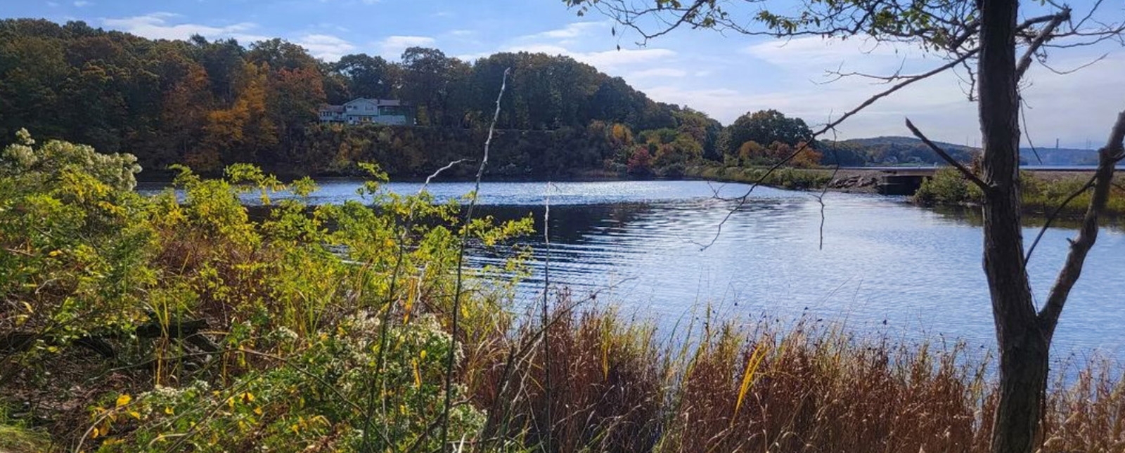 Un río sereno rodeado de árboles y hierba.