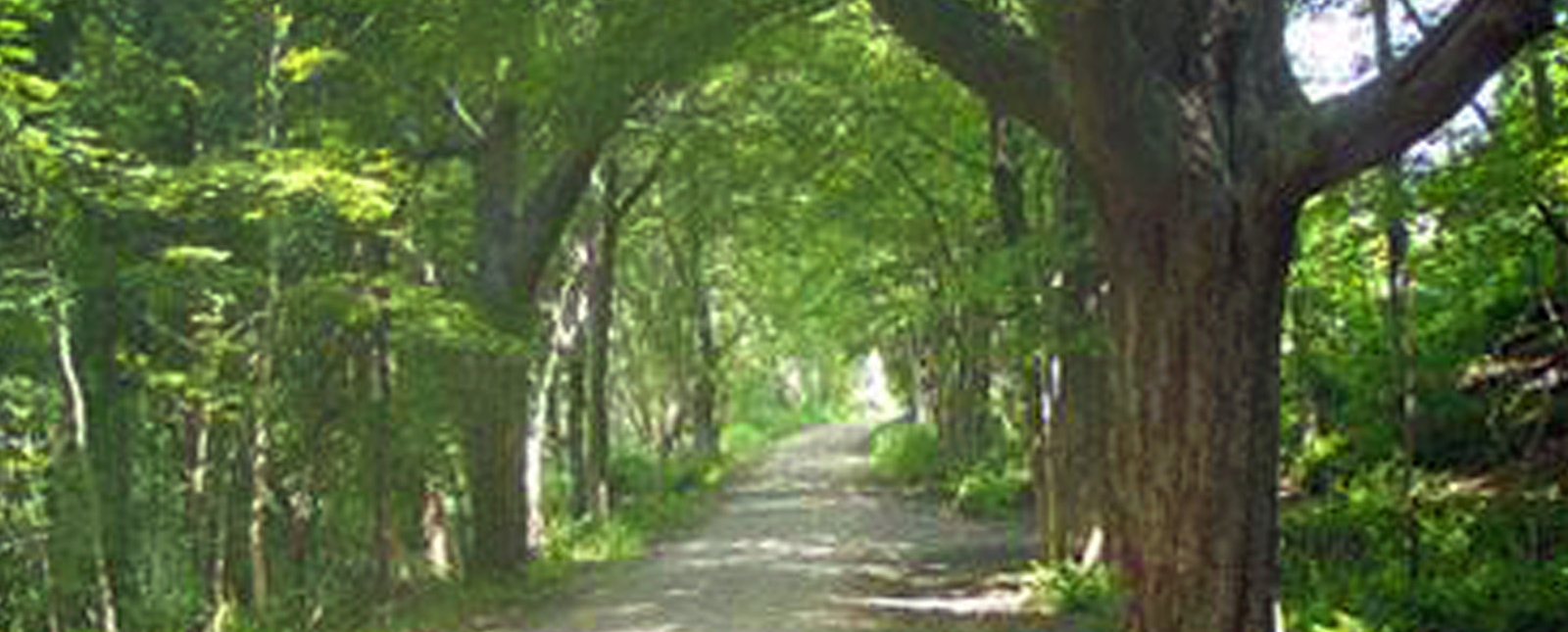 A path lined with green trees.