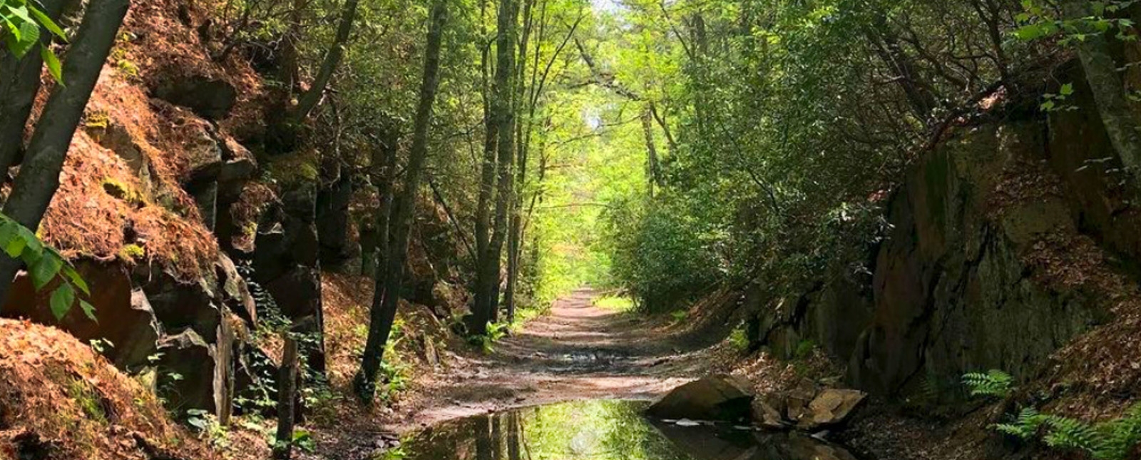 Un sendero forestal con un gran charco en el medio que refleja los árboles que se encuentran encima.