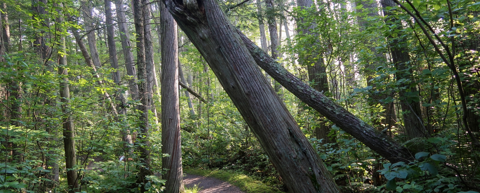 A tree leans across a shaded trail 