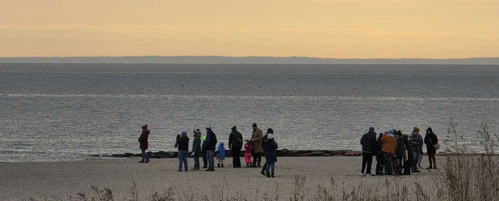17-01-2026 Observación de aves invernales, Silver Sands