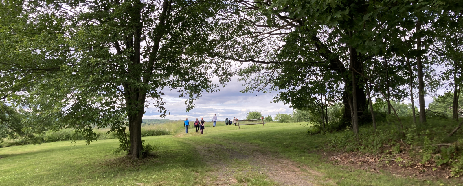 a view of a grassy path through the trees