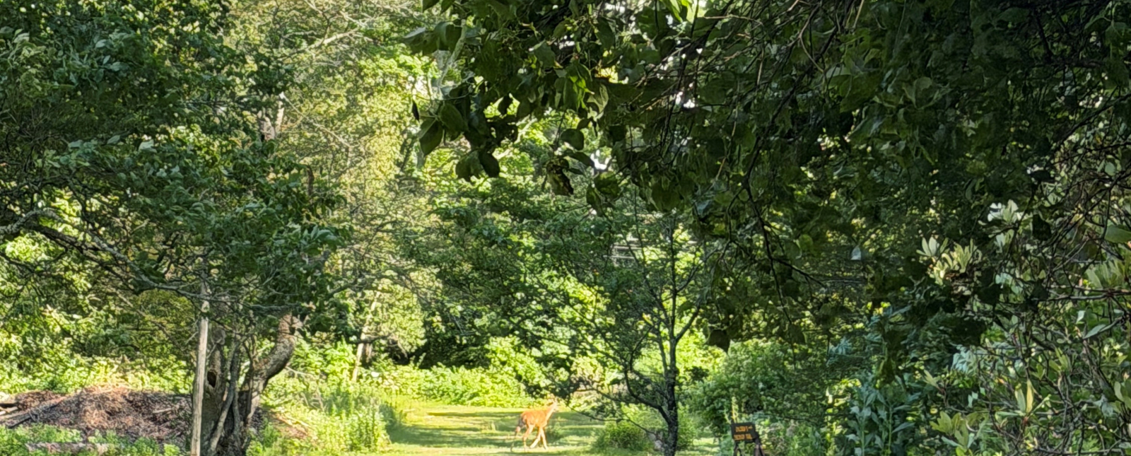 Green forested field with distant deer.