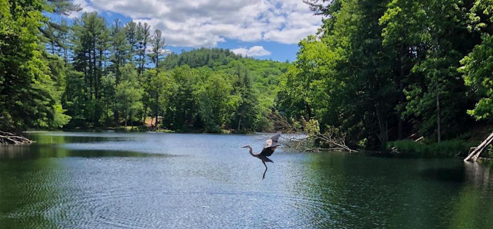 Egret bird taking flight over water at Black Rock State Park (Instagram@vlawwtravels)