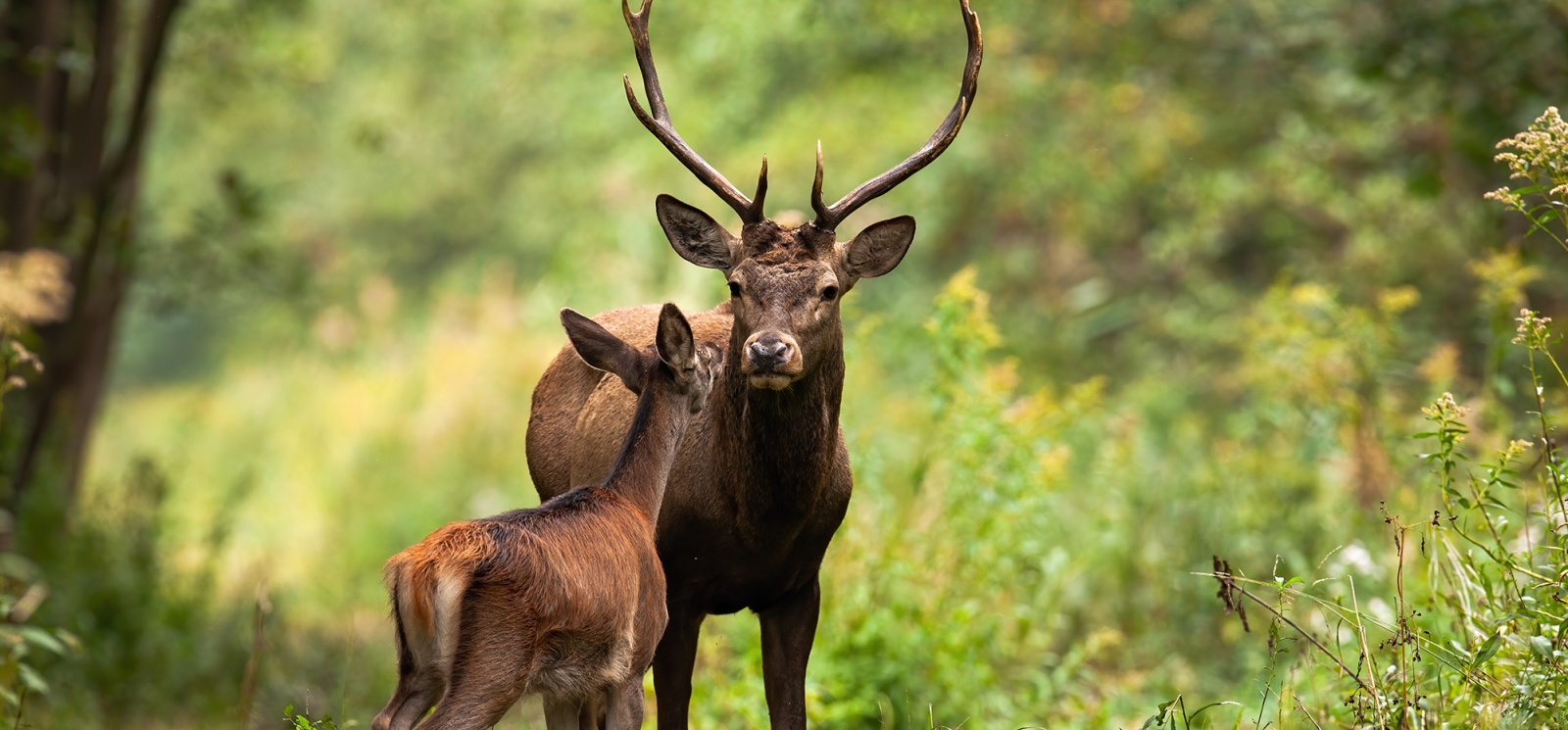 Buck y cervatillo en la distancia dentro del parque estatal CT