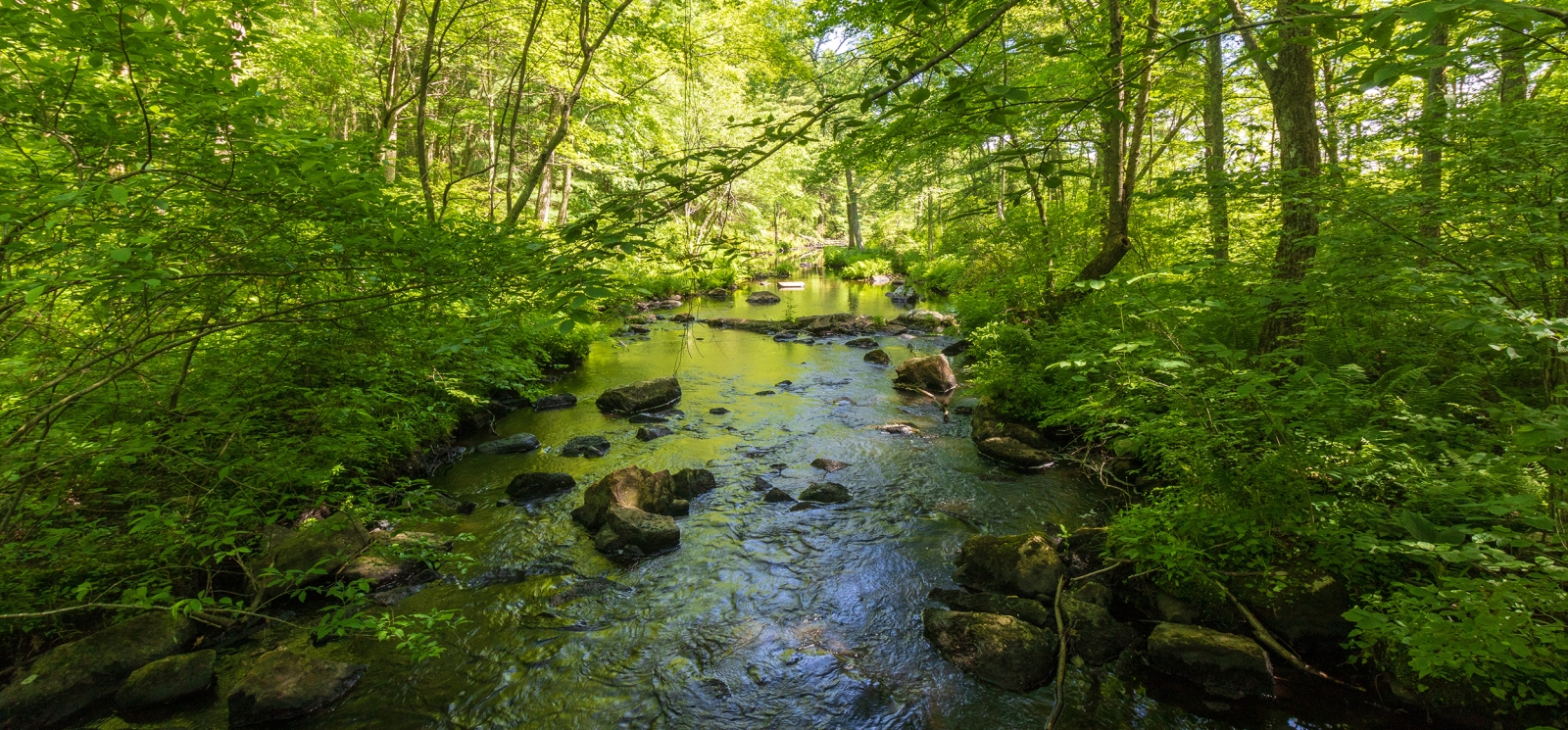 A river in the woods with green leaves (shutterstock)