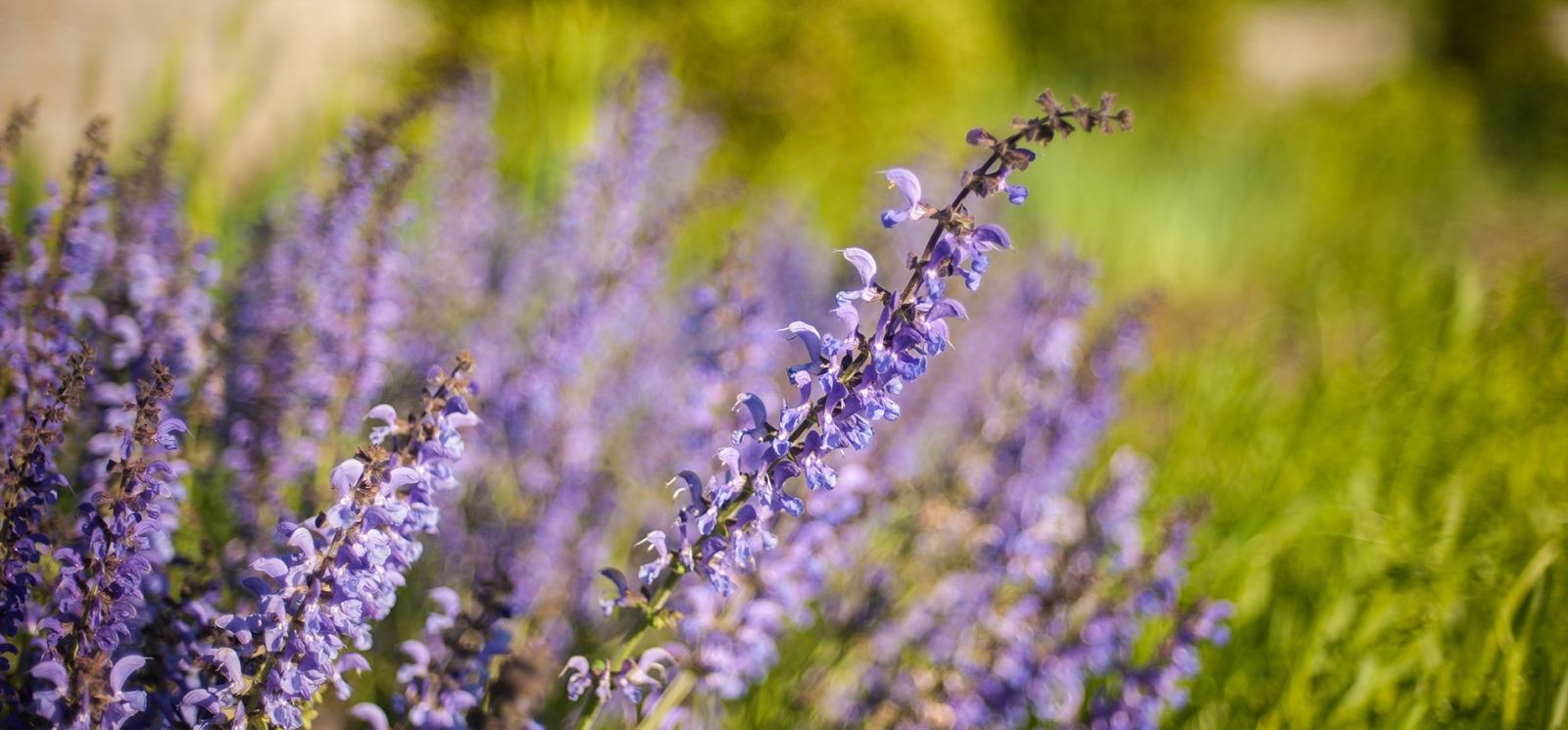 Fields of purple lupine flowers growing at Harkness Memorial