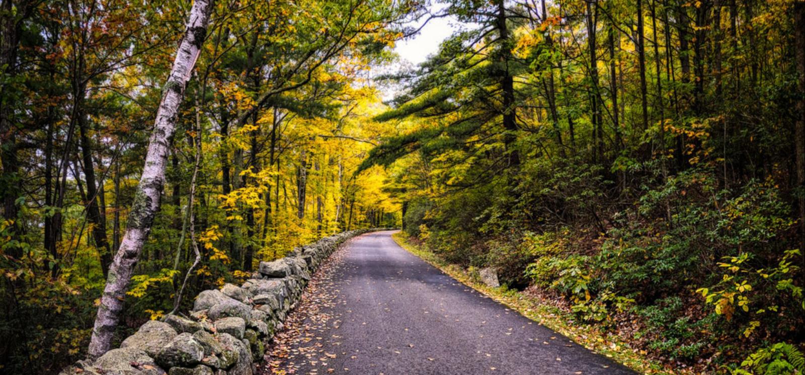 A road with stone wall through a forest in the fall (Flickr@CraigSzymanski)