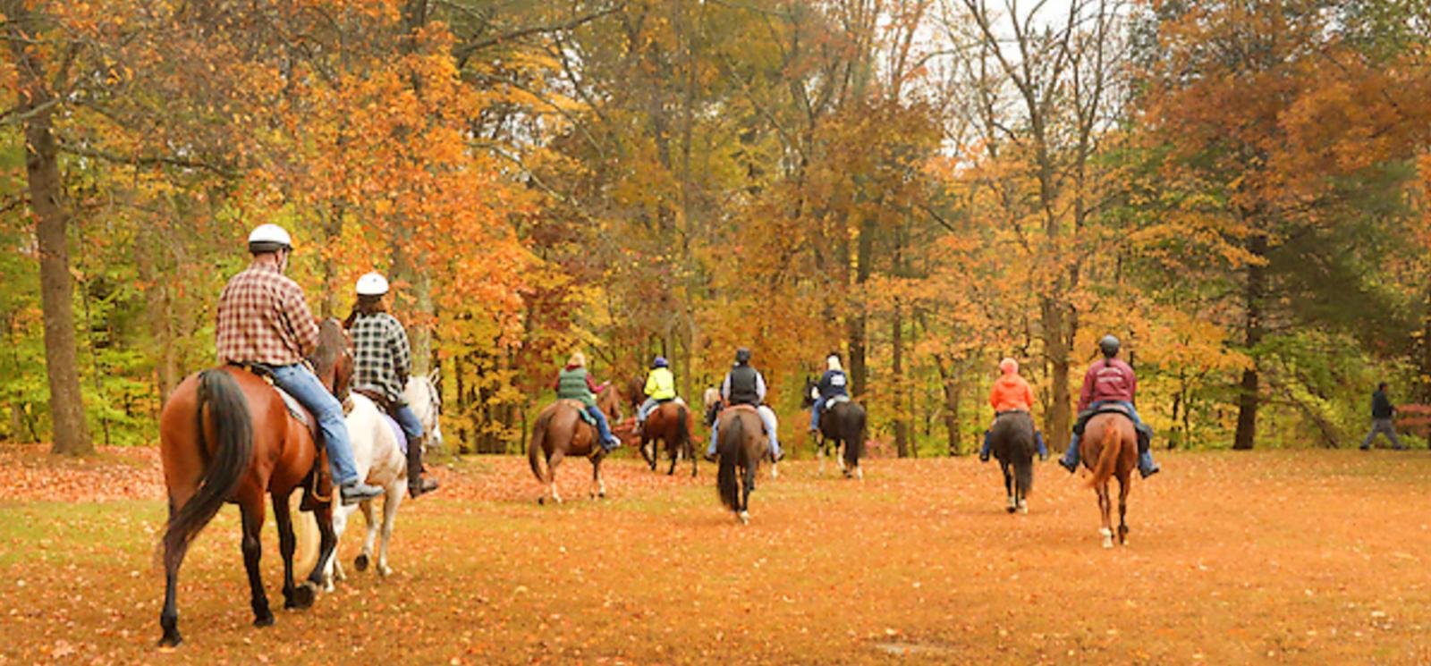 People riding horses into the woods in fall (Flickr@terrywildstock)