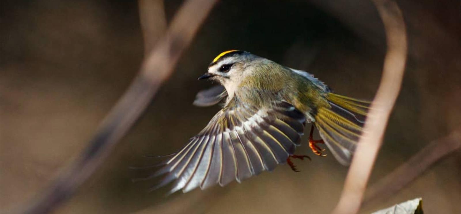 A closeup of a bird in flight (Instagram@eastcoastbirds)