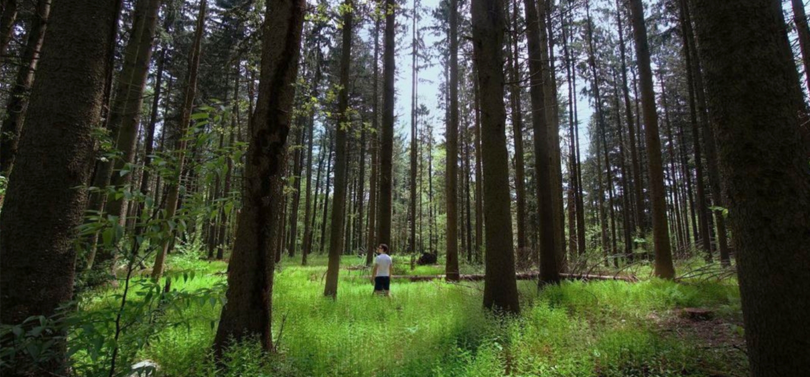 a person standing in the ferns beneath the tall trees (Instagram@mattrwoodward)