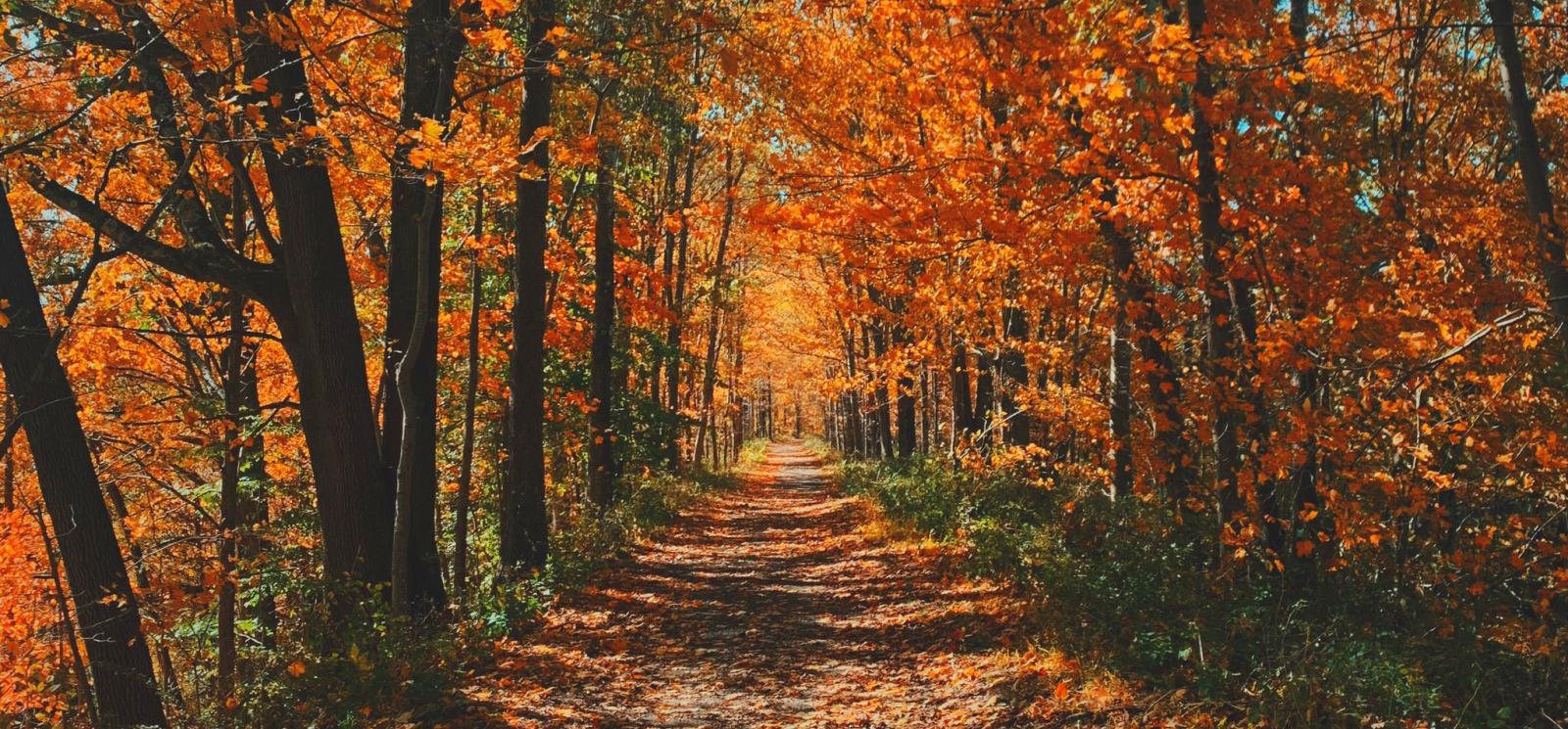 Una hermosa escena de un camino a través del follaje de otoño.