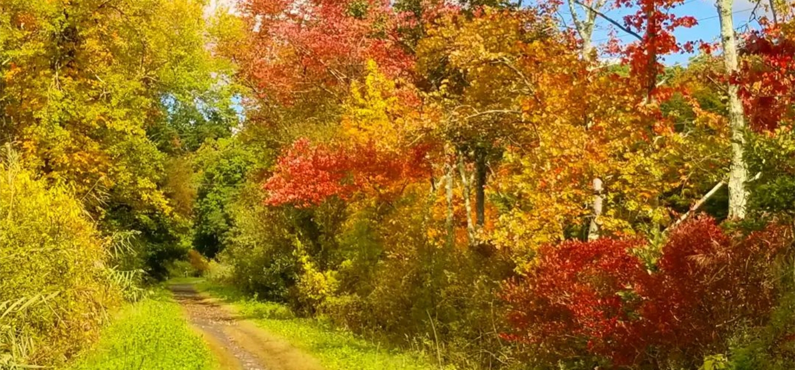 A path through the woods and fall foliage on a bright sunny day (Instagram@ecorocks)