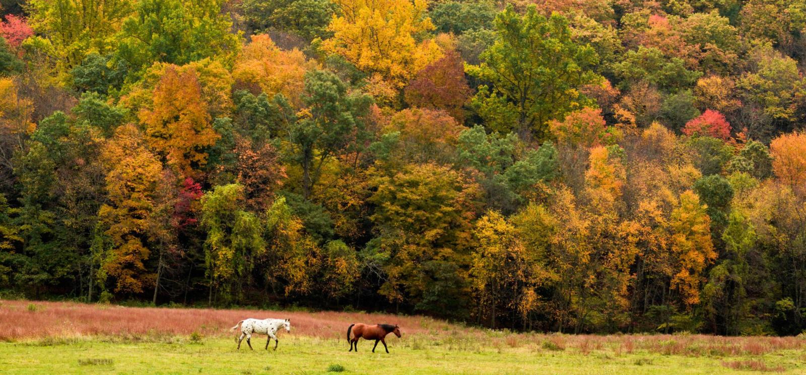 2 horses walking through field in fall (Flickr@Nilesh-Khadse)