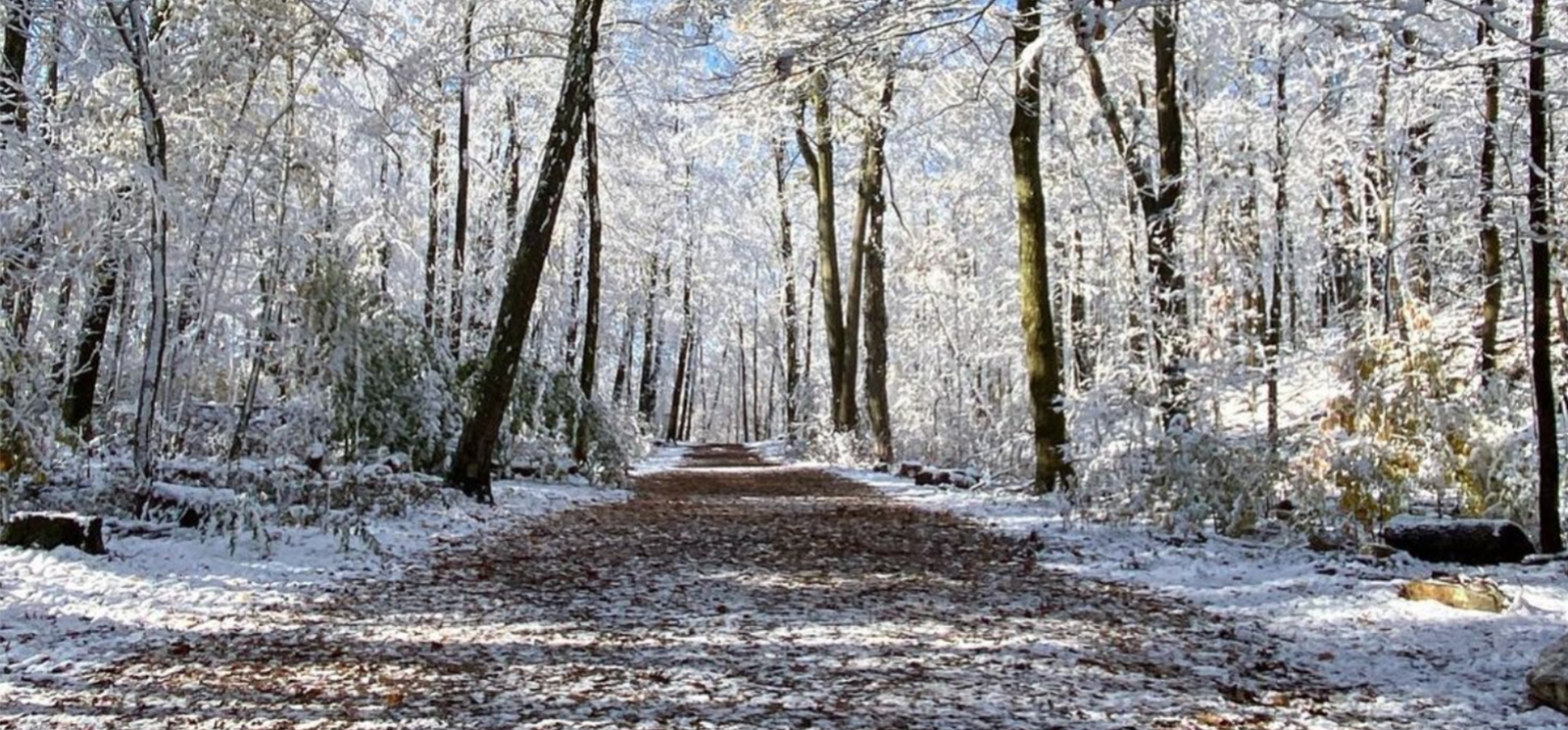 un sendero en el bosque rodeado de árboles cubiertos de nieve (Instagram@chelseawanders)