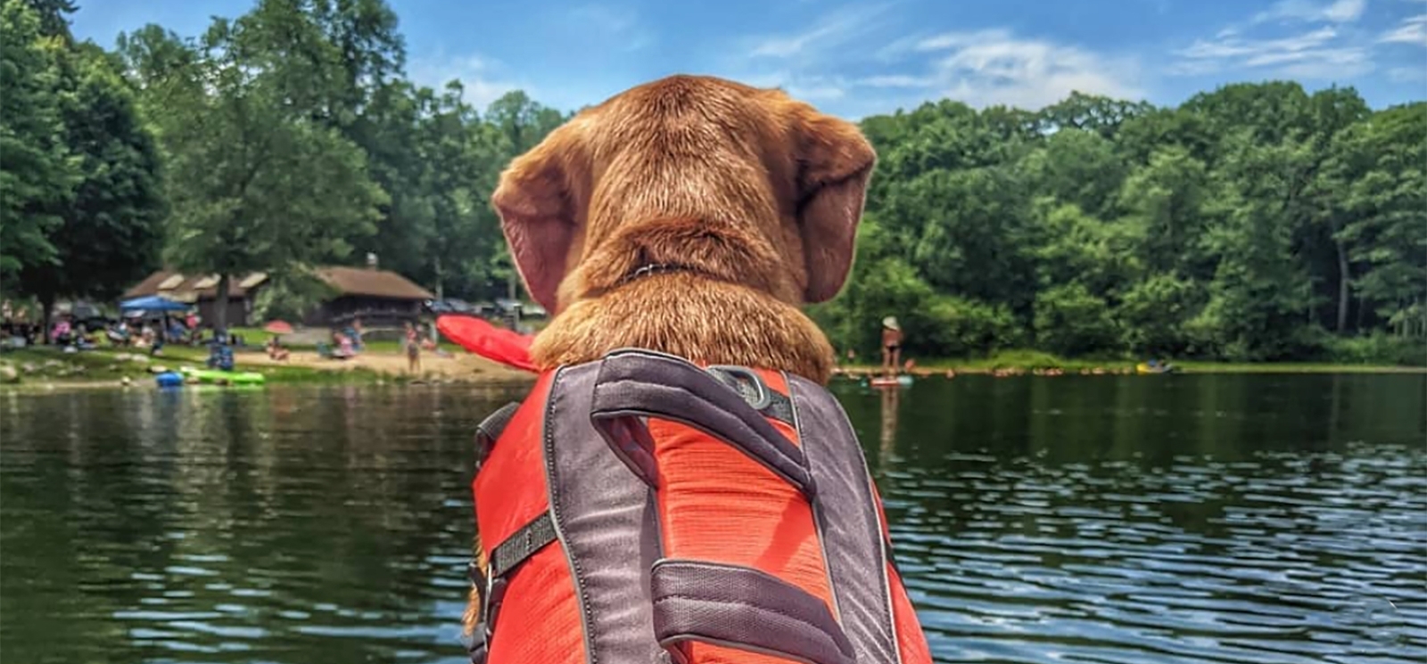 A dog kayaking (Instagram@bean_sprout928)