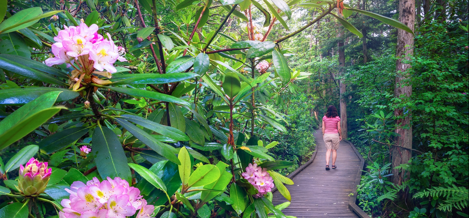 Rhododendron sanctuary inside of Pachaug State Forest