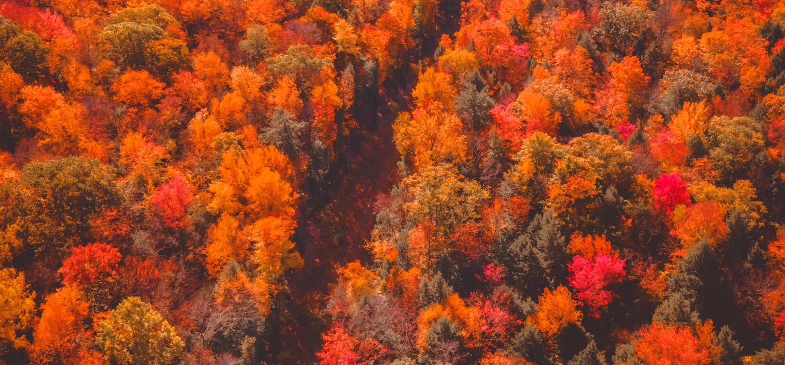 Toma aérea de People's State Forest en otoño