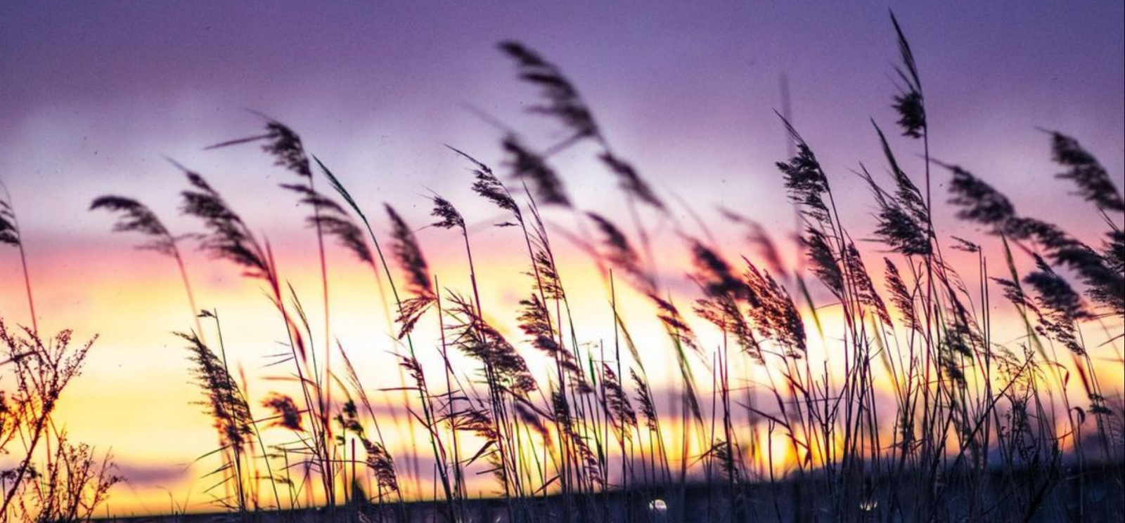 A sunset through the reeds at the beach (Instagram@captured_byjae)