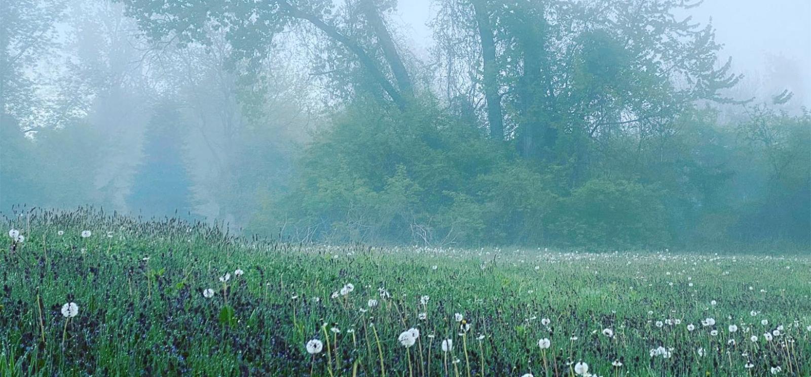 Niebla en Windsor Meadows (Instagram@themacali)