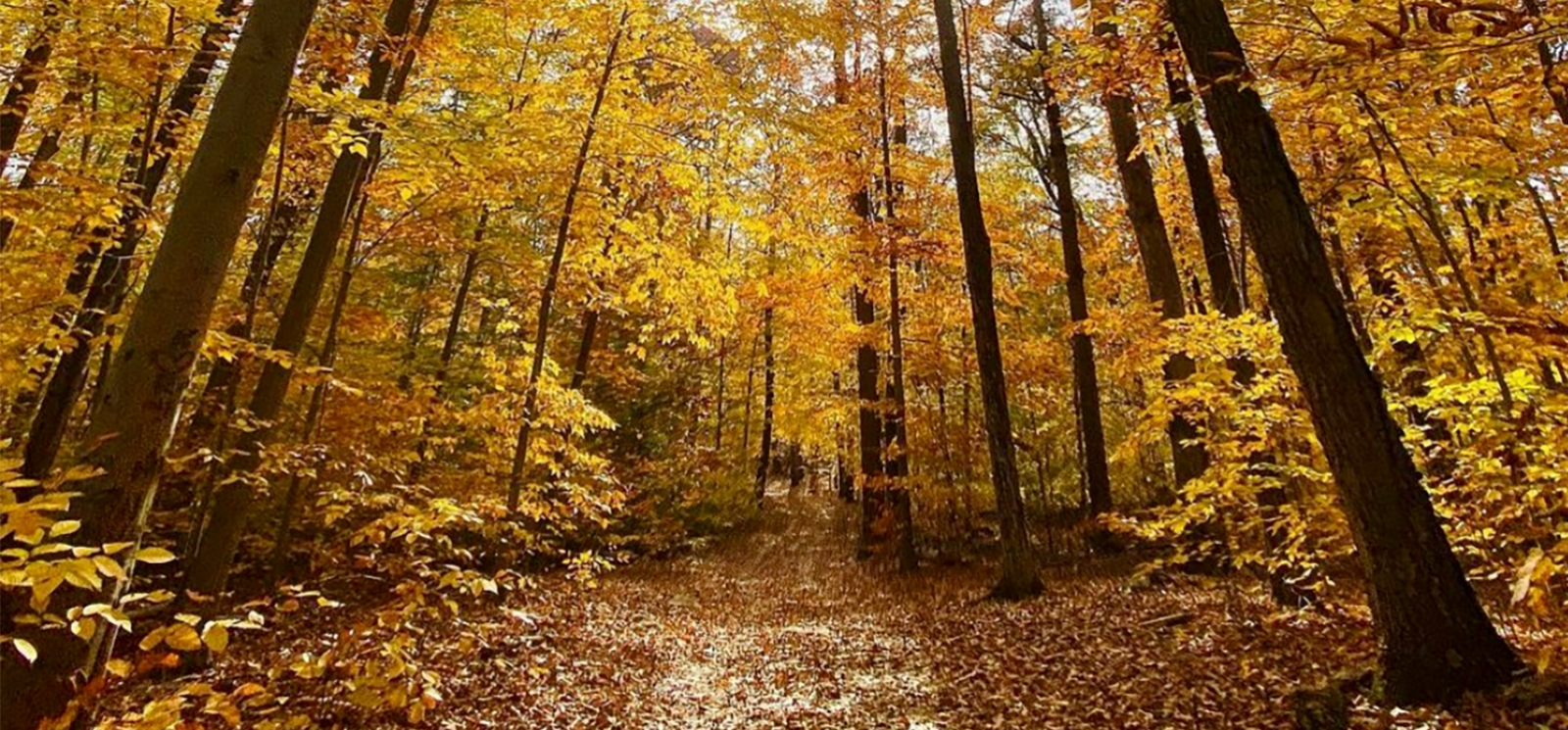 Walking down hiking path in sunlight at CP Huntington (Instagram@ilovemoo)